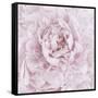 Pink Peony Flower-Cora Niele-Framed Stretched Canvas