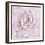 Pink Peony Flower-Cora Niele-Framed Photographic Print