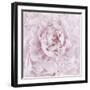 Pink Peony Flower-Cora Niele-Framed Photographic Print