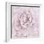 Pink Peony Flower-Cora Niele-Framed Photographic Print