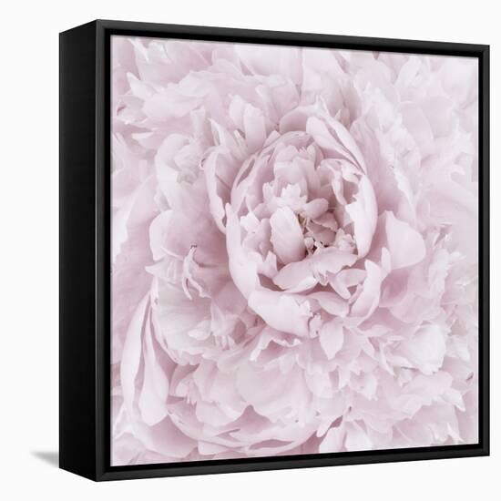 Pink Peony Flower-Cora Niele-Framed Stretched Canvas