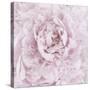 Pink Peony Flower-Cora Niele-Stretched Canvas