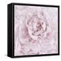 Pink Peony Flower-Cora Niele-Framed Stretched Canvas