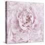 Pink Peony Flower-Cora Niele-Stretched Canvas