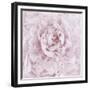 Pink Peony Flower-Cora Niele-Framed Photographic Print