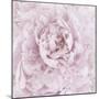 Pink Peony Flower-Cora Niele-Mounted Photographic Print