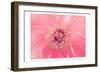 Pink Peony French Macaroon-Urban Epiphany-Framed Premium Giclee Print