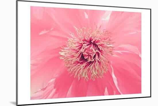 Pink Peony French Macaroon-Urban Epiphany-Mounted Premium Giclee Print