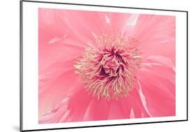 Pink Peony French Macaroon-Urban Epiphany-Mounted Premium Giclee Print