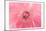 Pink Peony French Macaroon-Urban Epiphany-Mounted Premium Giclee Print