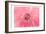 Pink Peony French Macaroon-Urban Epiphany-Framed Art Print