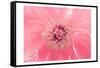 Pink Peony French Macaroon-Urban Epiphany-Framed Stretched Canvas