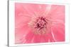 Pink Peony French Macaroon-Urban Epiphany-Stretched Canvas
