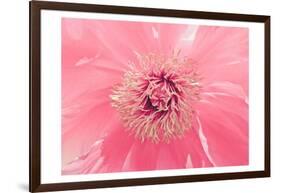 Pink Peony French Macaroon-Urban Epiphany-Framed Art Print