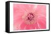 Pink Peony French Macaroon-Urban Epiphany-Framed Stretched Canvas