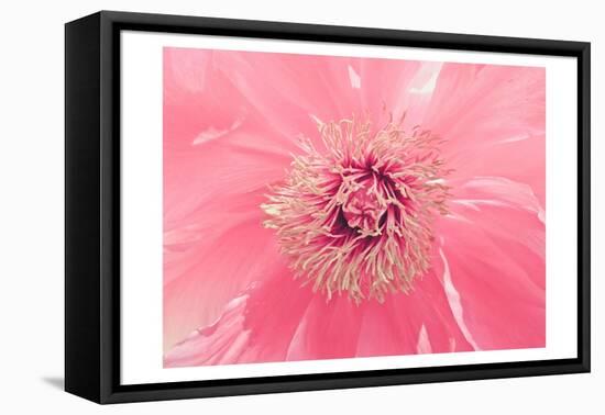 Pink Peony French Macaroon-Urban Epiphany-Framed Stretched Canvas