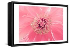 Pink Peony French Macaroon-Urban Epiphany-Framed Stretched Canvas