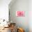 Pink Peony French Macaroon-Urban Epiphany-Stretched Canvas displayed on a wall