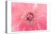 Pink Peony French Macaroon-Urban Epiphany-Stretched Canvas