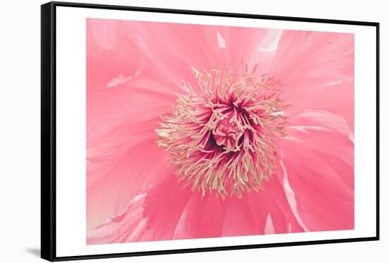 Pink Peony French Macaroon-Urban Epiphany-Framed Stretched Canvas