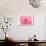 Pink Peony French Macaroon-Urban Epiphany-Art Print displayed on a wall