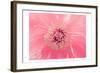 Pink Peony French Macaroon-Urban Epiphany-Framed Art Print