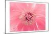 Pink Peony French Macaroon-Urban Epiphany-Mounted Art Print