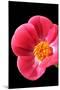 Pink Peony I-Tammy Putman-Mounted Photographic Print