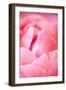 Pink Peony I-Karyn Millet-Framed Photographic Print