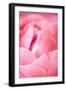 Pink Peony I-Karyn Millet-Framed Photographic Print