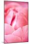 Pink Peony I-Karyn Millet-Mounted Photographic Print