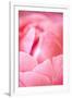 Pink Peony I-Karyn Millet-Framed Photographic Print