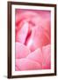 Pink Peony I-Karyn Millet-Framed Photographic Print