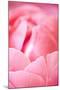 Pink Peony I-Karyn Millet-Mounted Photographic Print