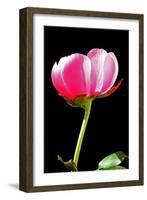 Pink Peony II-Tammy Putman-Framed Photographic Print