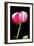 Pink Peony II-Tammy Putman-Framed Photographic Print