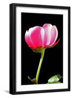 Pink Peony II-Tammy Putman-Framed Photographic Print