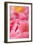 Pink Peony II-Karyn Millet-Framed Photographic Print