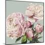 Pink Peony II-Asia Jensen-Mounted Art Print