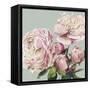 Pink Peony II-Asia Jensen-Framed Stretched Canvas