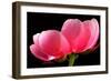 Pink Peony III-Tammy Putman-Framed Photographic Print