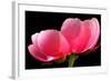 Pink Peony III-Tammy Putman-Framed Photographic Print