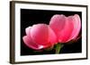 Pink Peony III-Tammy Putman-Framed Photographic Print