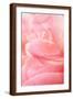 Pink Peony III-Karyn Millet-Framed Photographic Print