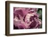 Pink Peony In Morning-Michelle Calkins-Framed Photo