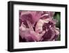 Pink Peony In Morning-Michelle Calkins-Framed Photo