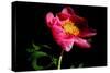 Pink Peony IV-Tammy Putman-Stretched Canvas