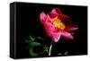 Pink Peony IV-Tammy Putman-Framed Stretched Canvas