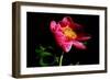 Pink Peony IV-Tammy Putman-Framed Photographic Print