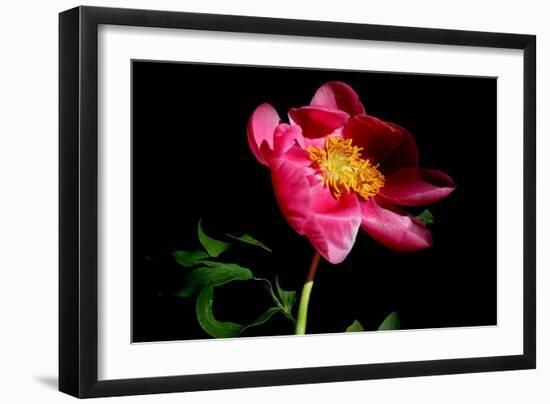 Pink Peony IV-Tammy Putman-Framed Photographic Print